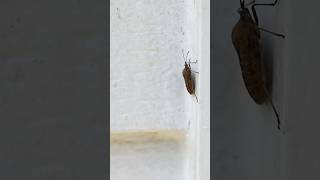 What are overwintering pests Winter Pest Control Prep  DoMyOwncom [upl. by Bret]