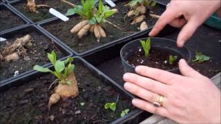 How to take dahlia cuttings [upl. by Hbahsur149]