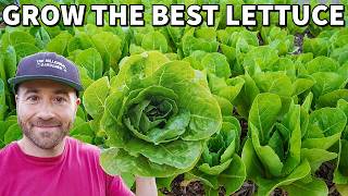 How To Grow The BEST LETTUCE Of Your Life With 5 EASY Tips [upl. by Lindon]