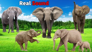 Elephant Sound Effects wild animals [upl. by Akerue]