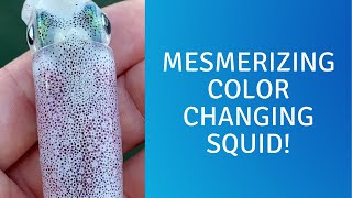 Mesmerizing Color Changing Squid with Chromatophores Firing in Metachrosis [upl. by Asilaj]