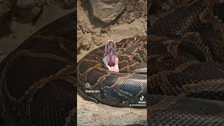 Tigerpython öffnet Maul fy snake reticulatedpython reptileenclosure reptiles reptilehabitat [upl. by Ailecnarf]