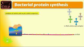 mechanism of action of streptomycin [upl. by Lisandra244]