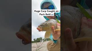 Huge Carp Caught on Pack Bait [upl. by Kelbee]