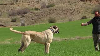 1 OF THE BEST AND BIGGEST ANATOLIAN SHEPHERD DOG EVER [upl. by Abate]