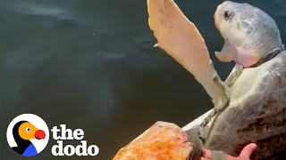 Family Works Together To Rescue Suffocating Turtle  The Dodo [upl. by Sera]