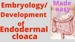 Endodermal cloaca  Urogenital sinus  primitive rectum  Embryology of endodermal cloaca hindgut [upl. by Aylmer]