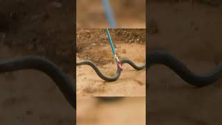 Atrapé la serpiente más peligrosa del planeta LA MAMBA NEGRA animalessalvajes shorts [upl. by Shanta164]