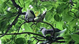 FrenchPolynesia 🇵🇫 Tetiaroa Atoll  Brown booby’s having rest on the trees 🌳 [upl. by Ahsiat235]