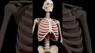 Breathing lung anatomy meded anatomy 3dmodel [upl. by Karim]