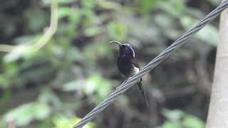 Blackthroated Sunbird calling [upl. by Zerlina]