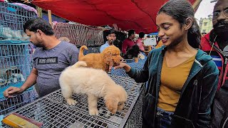 Cheap Price Dog In Kolkata  Gallif Street Pet Market Kolkata  Recent Dog Puppy Price Update  Dogs [upl. by Atteynot97]