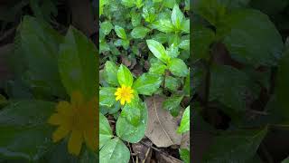 Flowers and leaves of Wedelia chinensis medicinal odisha [upl. by Enisamoht]