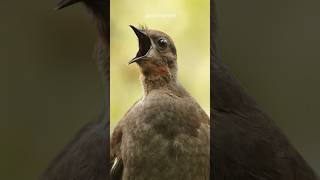 This Bird Can Mimic Any Sound 🔊 shorts [upl. by Eustazio118]