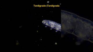 Tardigrade Tardigrada UltimateSurvivor SpaceTardigrade MicroBeast TardigradePower [upl. by Doownyl]