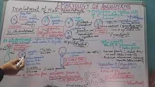 Development of Microgametophyte [upl. by Ainecey]