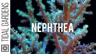 Neon Green Nephthya Leather Coral Propagation [upl. by Inattirb]