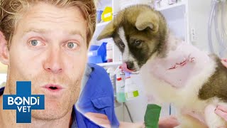 Most Extreme Animal Amputations 😨 Compilation  Bondi Vet [upl. by Eudoxia984]