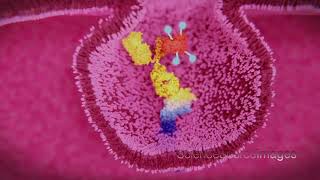 Monoclonal Antibody Carrying Drug into a Cancer Cell [upl. by Barby969]