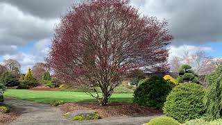 Acer palmatum  Twomblys Red Sentinel  Japanese Maple Tree April 2 2020 [upl. by Diann]