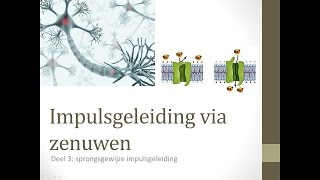 Zenuwcellen deel 3  Sprongsgewijze impulsgeleiding [upl. by Ocirederf671]