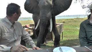 Zimbabwe Bull Elephant Crashes Into Tourists at Mana Pools [upl. by Hollister451]