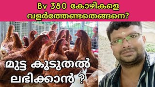 Bv 380 കോഴികളെ വളർത്തേണ്ടതെങ്ങിനെ  മുട്ട കൂടുതൽ ലഭിക്കാൻ  about Bv 380 chicken [upl. by Eloise]