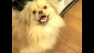 Tibetan Spaniel Barking to Sounds [upl. by Salsbury]