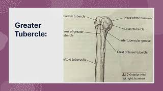 Key Bony Landmarks of the Superior Humerus Essential for Shoulder Function [upl. by Anaejer259]