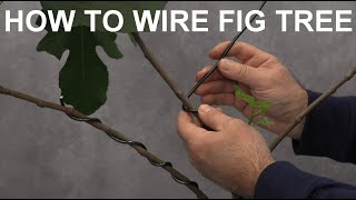 How To Train Fig Tree With Wire backyardfigs [upl. by Huxley]