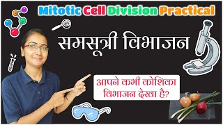 प्याज की मूल शीर्ष में समसूत्री विभाजन  Mitotic Cell Division Practical  Biology [upl. by Leafar]