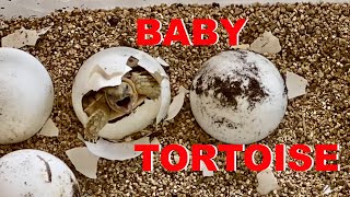 Baby Tortoise Hatches From Egg 😍🐢 [upl. by Mathias409]