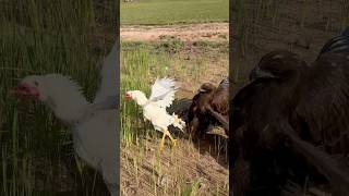 Amazing speed and flexible skill Eagle hunt their prey amazing eagle [upl. by Kciredohr]