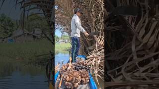 The Most Unique Fruit In The World Nipa Palm Harvesting Process shorts [upl. by Elocel]