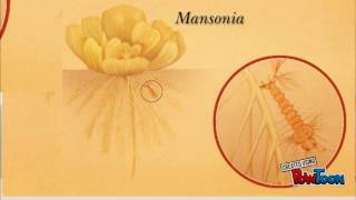 Life cycle of mosquito Mansonia [upl. by Tai]