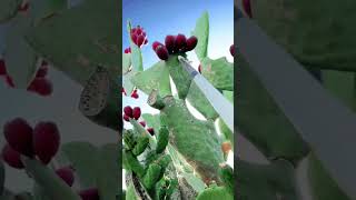 Amazing cactus plant music rap youtubeshorts instagram trending viralvideo satisfying sukoon [upl. by Bartholomeus127]