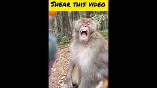 Monkey funny videofunnyfilmmonkeyvideo comedy movie monkey animalshorrorstoriesvirals [upl. by Kcirtapnhoj]