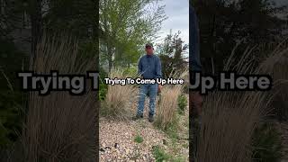 Ornamental Grass Care  DIY Landscaping Pro Tips [upl. by Yahsel]