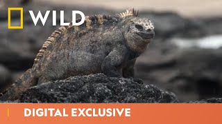 The Evolution Of Iguanas  Wild Coasts  National Geographic WILD UK [upl. by Claudie471]