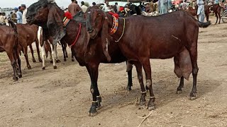 Bakra Mandi sahiwal ki update batel bachon wali Bakrian 03124058010 Altaf goat farm [upl. by Wei]