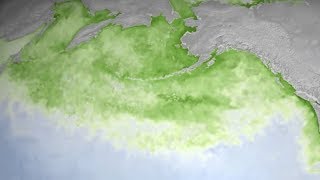 A decade of Pacific phytoplankton blooms [upl. by Laon844]