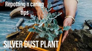 How to Care Silver Dust plantMiller dusty plant care n repotting tips fertilizerwateringsunlight [upl. by Volotta56]