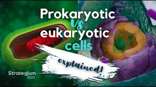 Prokaryotic vs Eukaryotic Cells [upl. by Infeld171]