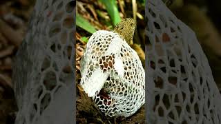 Mushroom BLOOM Timelapse Bamboo Mushroom blooming Phallus Indusiatus  MOODY BLOOMS shorts [upl. by Sirrot]