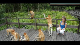 Proboscis Monkeys  Labuk Bay sanctuary  Borneo [upl. by Wein289]