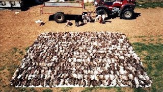 Amazing Rat Catching With Farm Dogs Kill About 500 Rats [upl. by Willette]