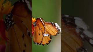 Butterflies That Drink Blood and Tears 🦋😱 trending animalfactsbutterfly shorts viralvideo [upl. by Ahsym]