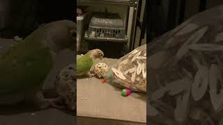 Green cheek conure parrot regurgitating [upl. by Eniluj]