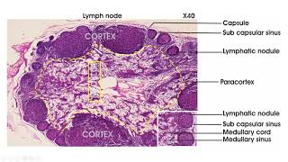 Lymphoid tissue  Histology lymph node spleen thymus tonsil [upl. by Sephira158]