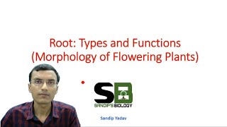 Root  Morphology of Flowering plants [upl. by Neelear105]